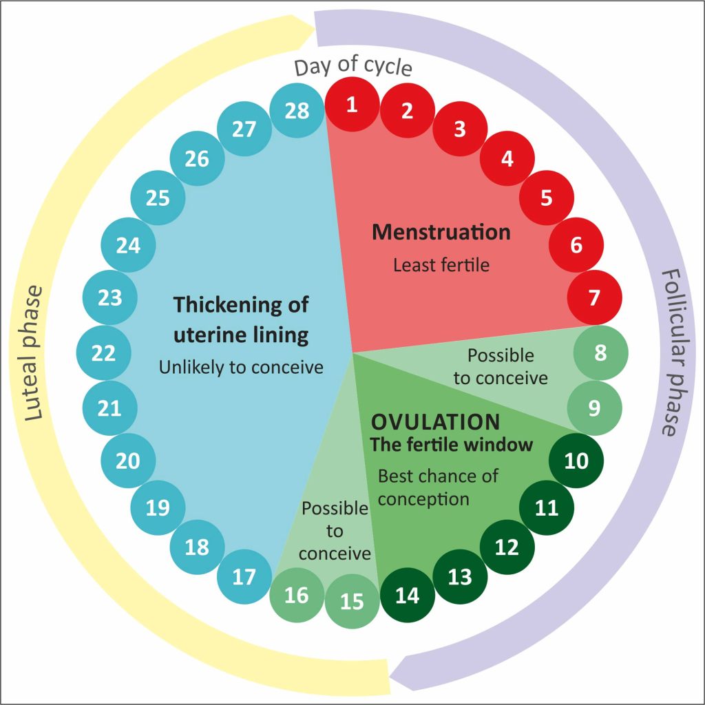 ovulation when trying to get pregnant