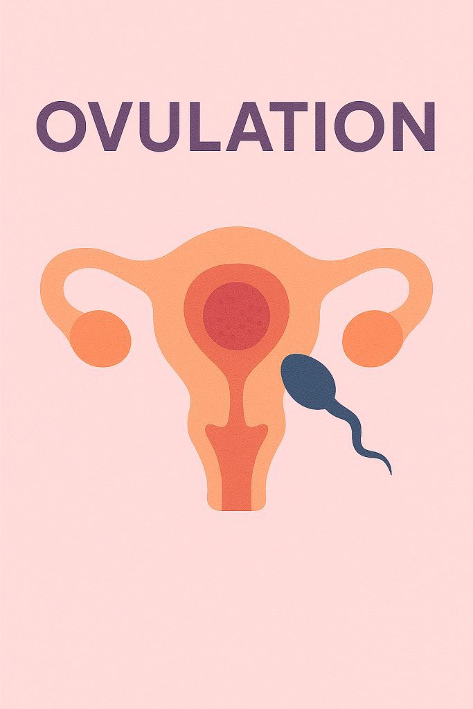ovulation the healthy woman