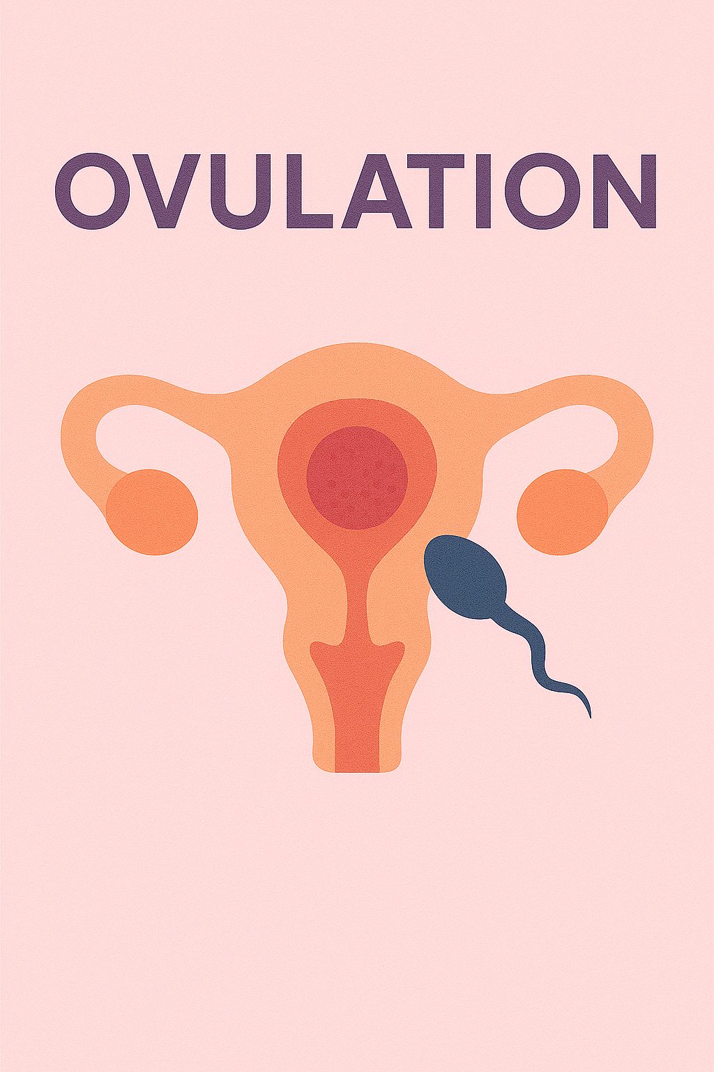 What Is Ovulation? Signs, Fertile Window & How to Track It Naturally