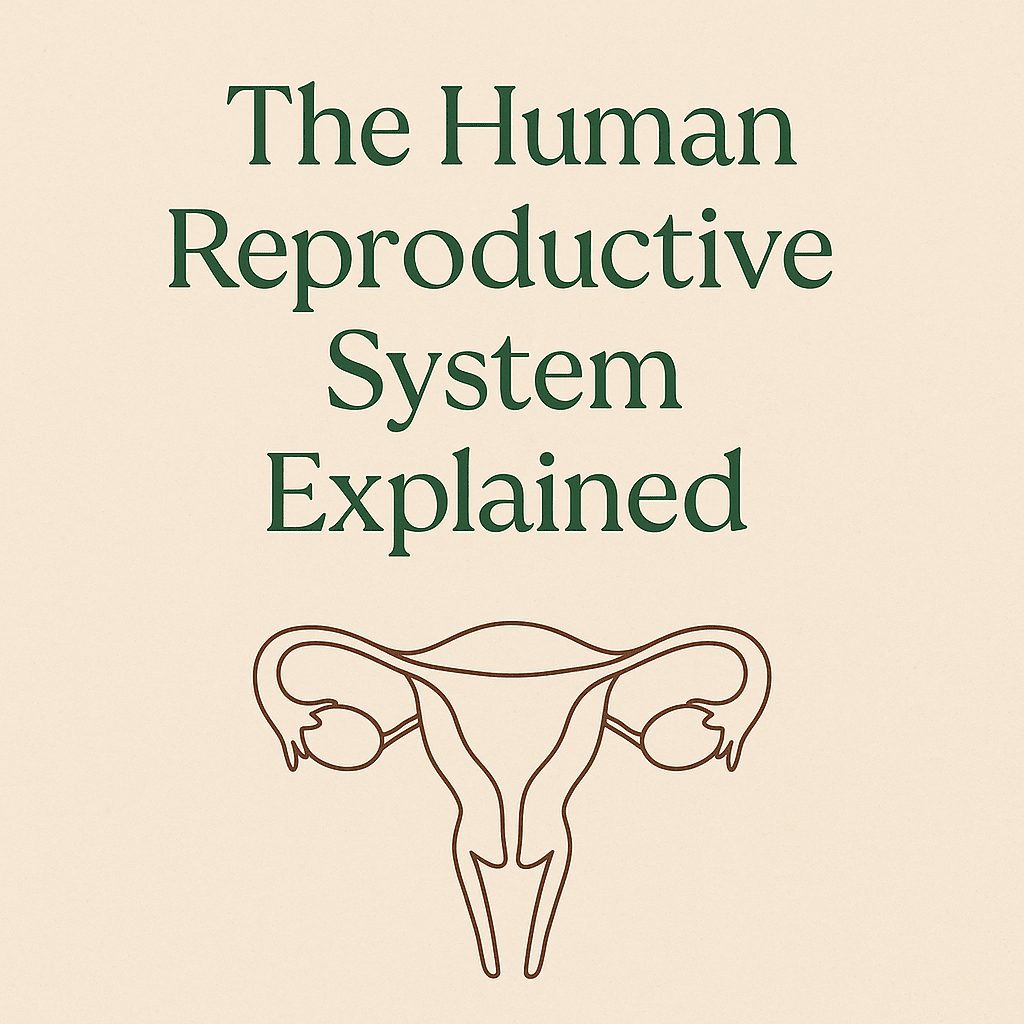 Understanding the Human Reproductive System: Simple Guide for Women